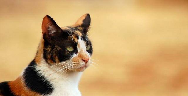 三花猫咪被领养,却从漂亮猫咪患了严重病痛,甚至还拔毛撞墙自残! 三花猫咪被领养,却从漂亮猫咪患了严重病痛,甚至还拔毛撞墙自残!