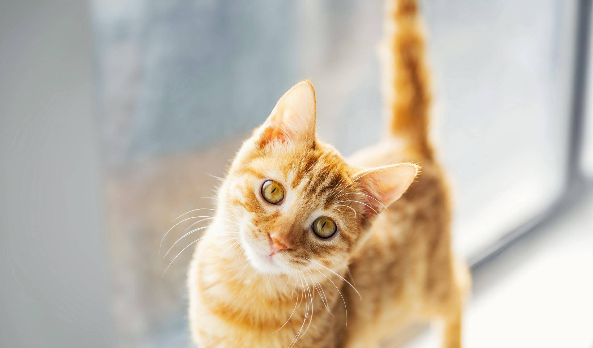 想知道猫猫在想什么?猫的语言字典请接收 想知道猫猫在想什么?猫的语言字典请接收