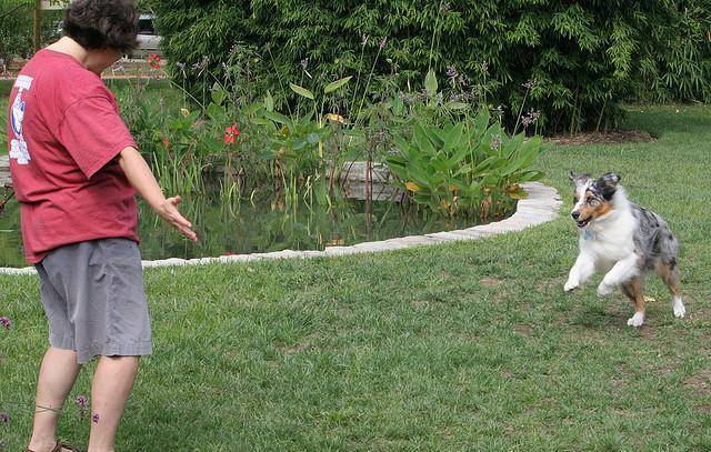 奖励|为什么狗不听话?研究表明训犬也要因材施教,不同狗用不同方法