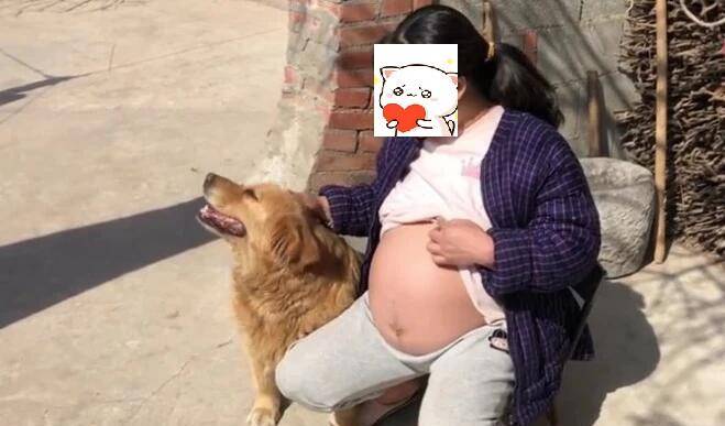 女主临产在即，看见主人露出大肚子后，金毛的动作实在太暖心了！