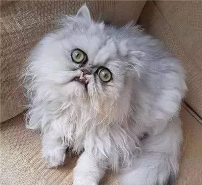 天生自带表情包的猫咪，长相十分奇特，深入了解之后让人意外！