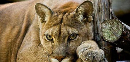 猎豹排名_猎豹简笔画(3)