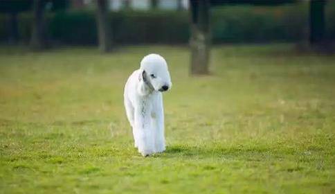 怎么教狗狗去卫生间大便 5b491bb7124b439489a5ab5d3db4949a.jpeg