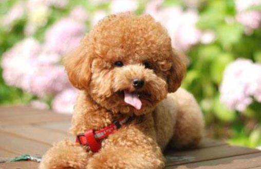 泰迪犬不喜欢把情绪藏心里 如果它做出这5种行为 宠主该反省了 宠界新闻