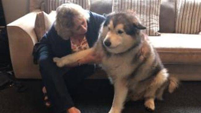 观点评论|爷爷奶奶大老远跑来看“胖孙子”,结果2只阿拉不买账:空手来?