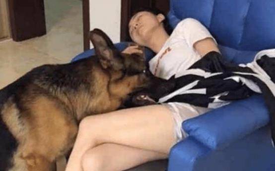 女主人睡着后牧羊犬慢慢靠近,它接下来的行为,男主人很惭愧 女主人睡着后牧羊犬慢慢靠近,它接下来的行为,男主人很惭愧