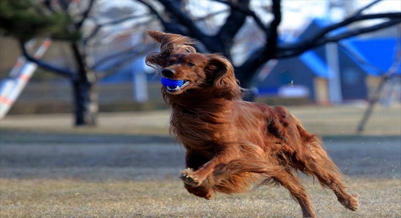戈登雪达犬干咳时怎么办，病情千万不能拖，主人快来了解下