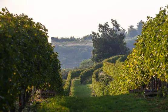 坡里|意大利阿玛罗尼两大名庄,兹美酒庄|卢比瓦约酒庄,多风格酒款!