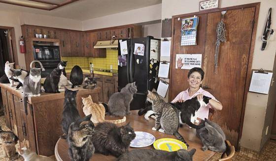 建成世界上最大的“猫窝”，拯救了上万的猫，却被称为“疯婆子”