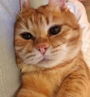 主人回家找不到猫主子,跑去厕所一看,眼前的一幕让人好气又好笑 主人回家找不到猫主子,跑去厕所一看,眼前的一幕让人好气又好笑