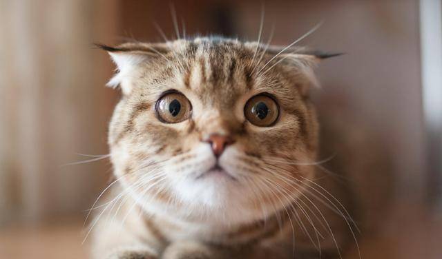 猫为什么特别喜欢粘人 99e319467bbd4aa8a49388697ac24873.jpeg