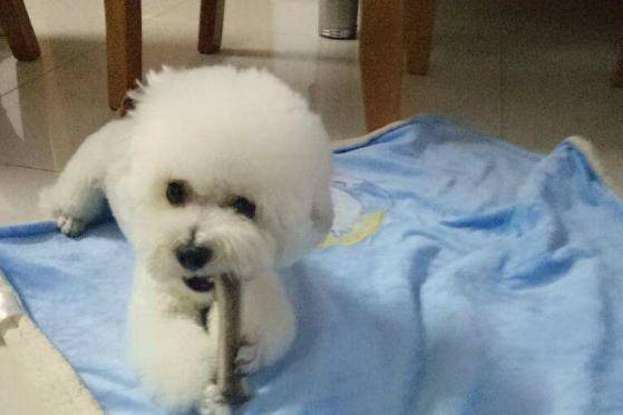 方法|你知道小狗狗挑食要怎么办吗？这些方法能彻底解决挑食问题