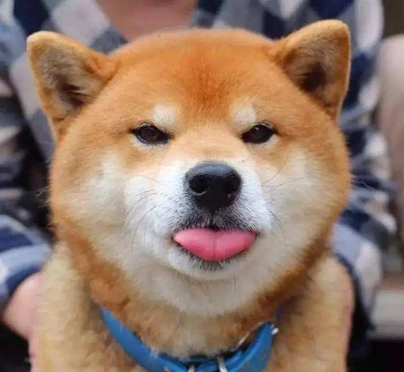 主人生了宝宝，柴犬很吃醋，“霸占”小主人的婴儿床：我也是宝宝