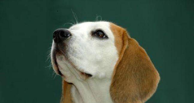 世界犬智商排名_世界犬种智商排行