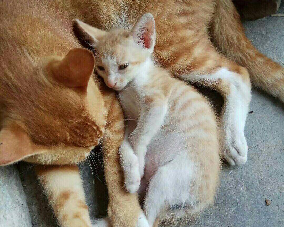 橘猫化身奶爸,实力宠娃,陪娃睡觉,看起来很温馨 橘猫化身奶爸,实力宠娃,陪娃睡觉,看起来很温馨