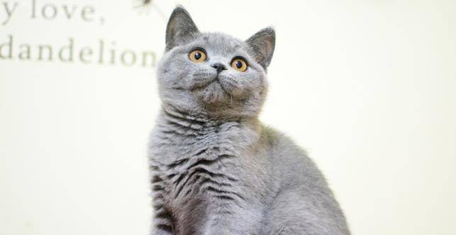 什么|可爱机灵的美国短毛猫,入手一只应该要花多少钱呢?