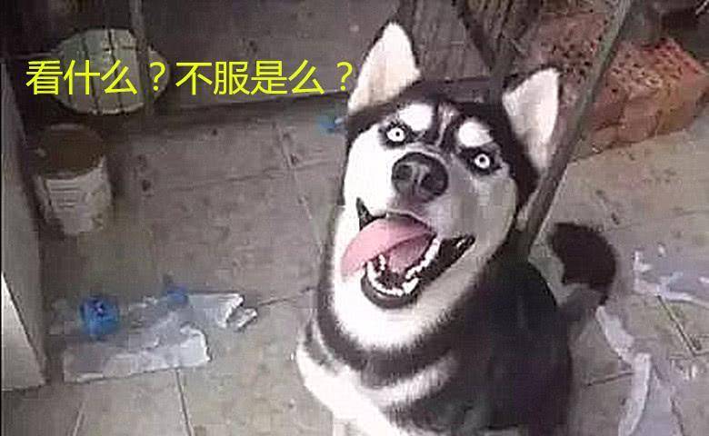 小伙网购哈士奇,卖家非要送口锅不行,半年后小伙:我得谢谢卖家 小伙网购哈士奇,卖家非要送口锅不行,半年后小伙:我得谢谢卖家