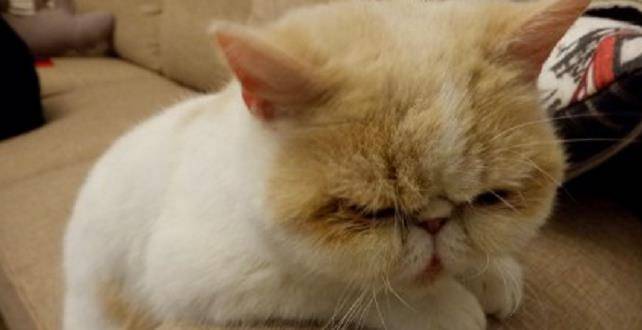 因为|2岁加菲猫难过不吃饭，只因为被主人遗弃，幸好有这样的结果