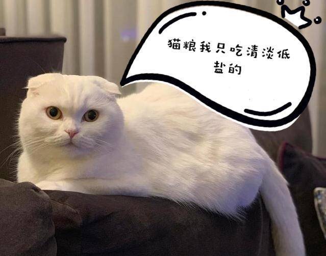 挑选猫咪时，请你牢记这5点，不然会被坑