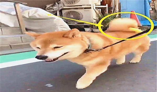 都会养|主人养了一只自带零食的柴犬,每次出门用尾巴夹住的样子,好萌啊