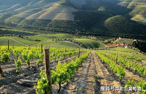 佳酿|绿酒,科普最常见的100种葡萄酒佳酿之一绿葡萄酒!