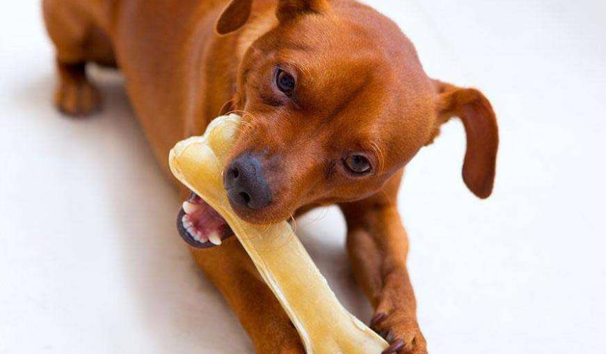 方法|你知道小狗狗挑食要怎么办吗？这些方法能彻底解决挑食问题