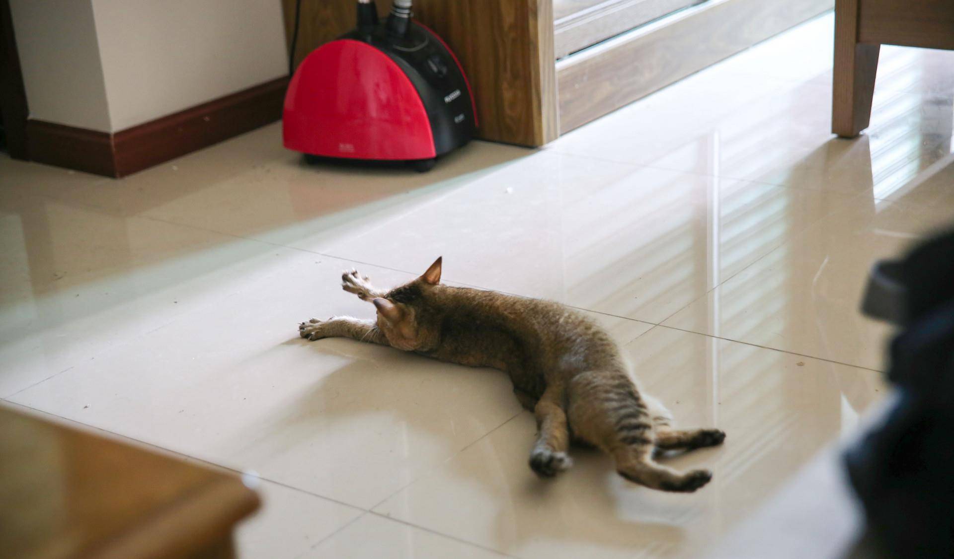 想知道猫猫在想什么?猫的语言字典请接收 想知道猫猫在想什么?猫的语言字典请接收