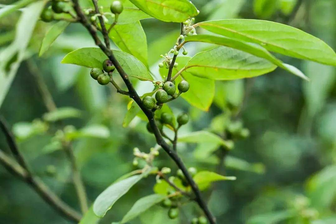 花溪辣椒香,遵义辣椒辣,将两种辣椒按比例混合后与毛辣角一起发酵