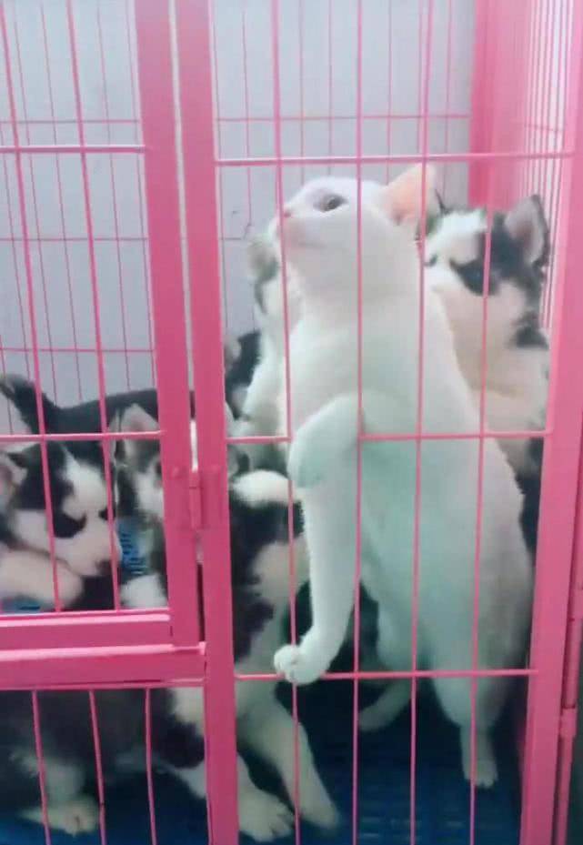一堆哈士奇跟猫关在笼子里,场面让人哭笑不得,喵:快放我出去 一堆哈士奇跟猫关在笼子里,场面让人哭笑不得,喵:快放我出去