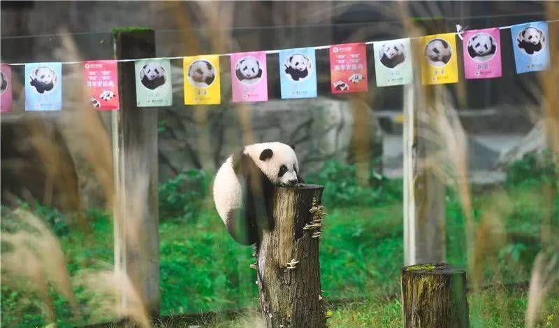 熊猫24小时礼物排行_凤凰资讯_资讯_凤凰网