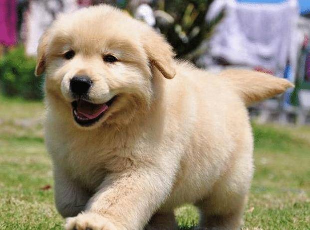 错误|饲养幼犬时，主人不要犯这6大错误，对它太伤了！