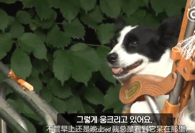 狗狗睡在嬰兒車里好幾天, 以為被遺棄了, 得知原因後淚奔了 萌趣萌寵 第2张