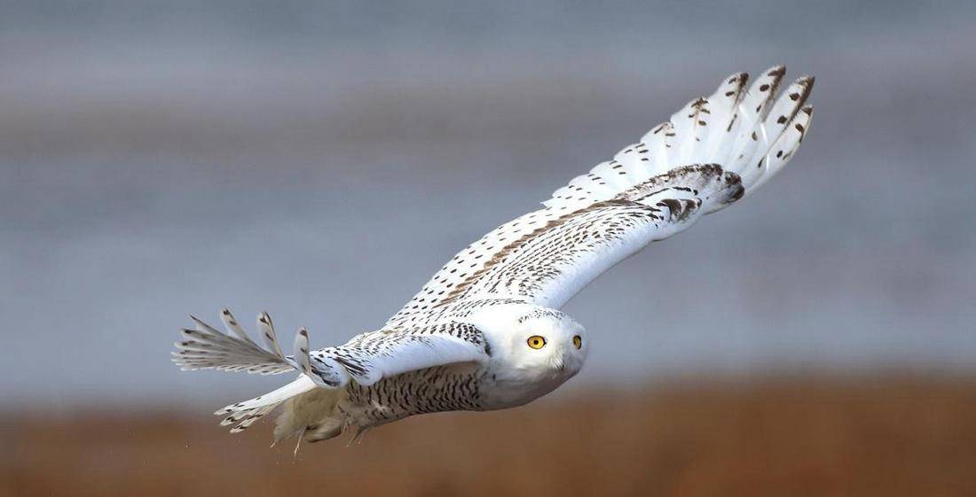 世界上最大的猫头鹰多少米 484bc1b9d33c4296849485453869f2e7.jpeg