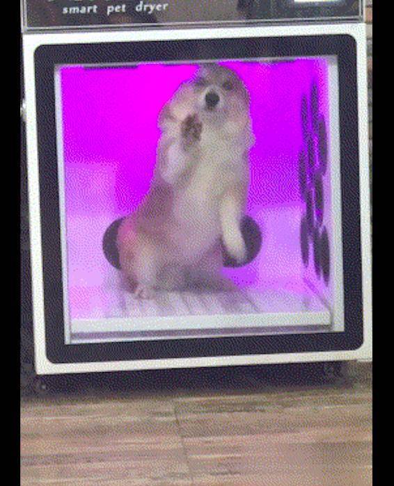 观点评论|主人将柯基放烘干机里，它不停用爪子挠门：把我放微波炉里干嘛！