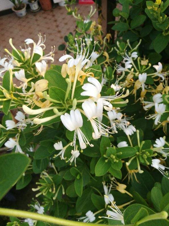 如何选购金银花 51edde95cfbb4af49e3c180d57a9521b.jpeg