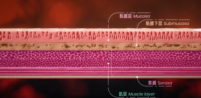 胃黏膜位于胃腔内侧,是胃壁的最内层,健康的胃黏膜呈淡粉色,能够分泌