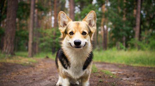 观点评论|小巧巨萌的短腿柯基,其实非常脆弱,要主人的细心照顾