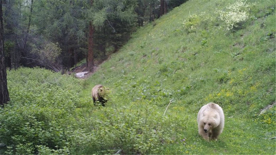 阿尔泰山发现1只白熊，正追赶1只不明动物，后面还跟着1只棕熊