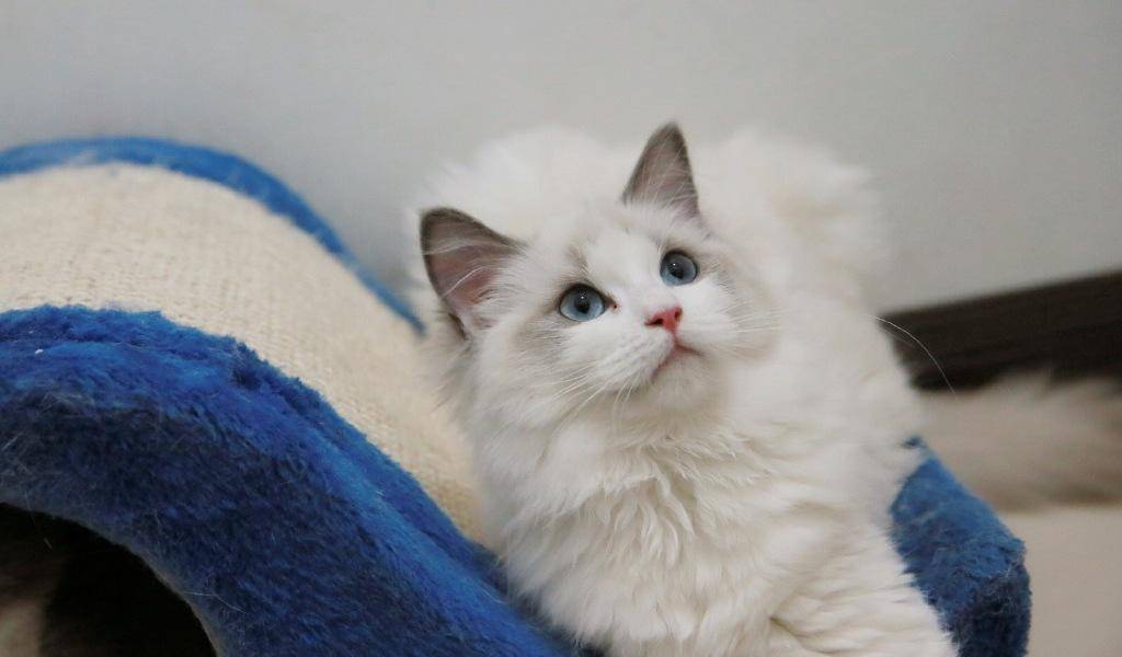 因为|这6种猫，一旦成为流浪猫，很难活过3个月