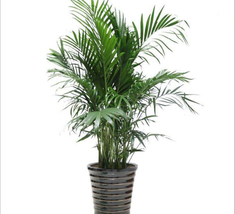 原创家里养绿植做好4个要点长得旺盛叶子更浓绿