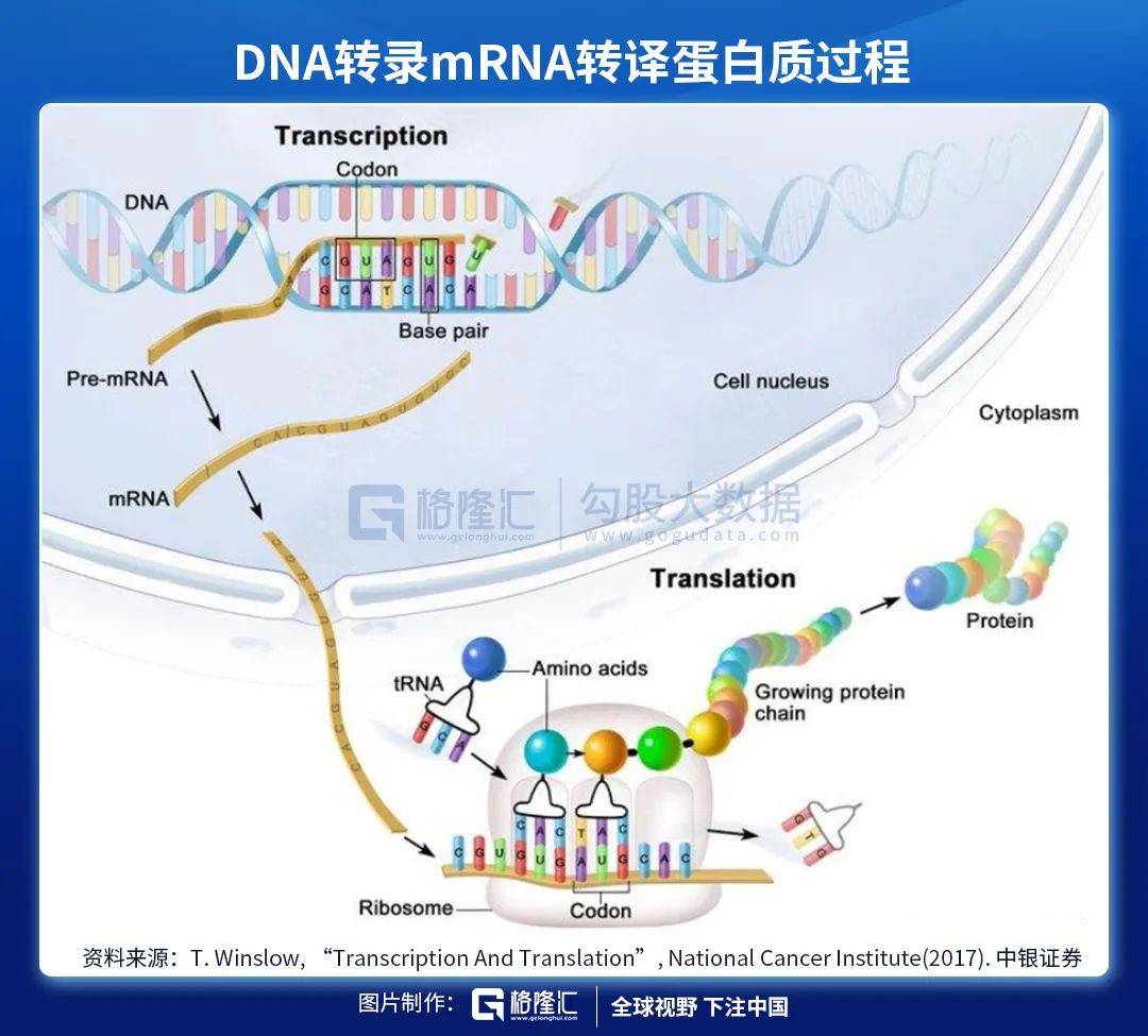 免疫|mRNA疫苗技术路线优势显著，重点关注国内标的