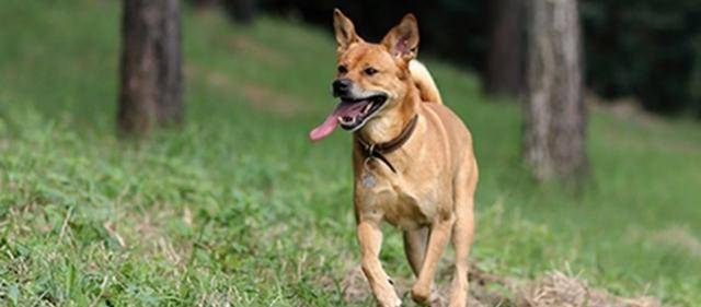 犬种智商排名_中华田园犬智商排名(2)