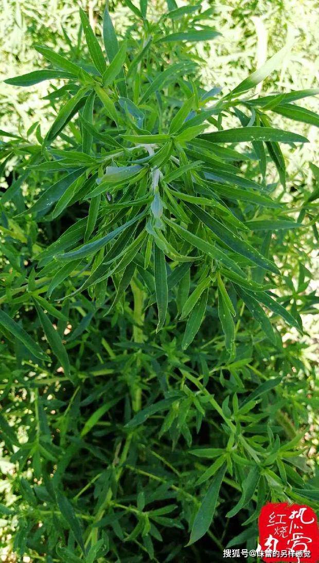 这菜夏天才会有,用来包饺子口感肉头味道鲜美,可惜很多人没吃过_野菜