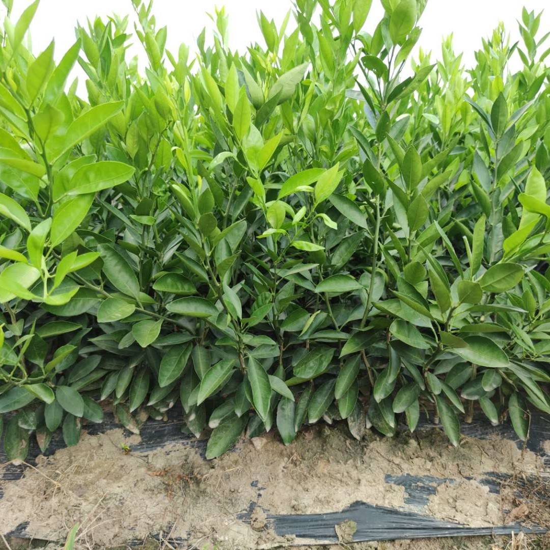 由良蜜桔这个品种究竟还能火多久