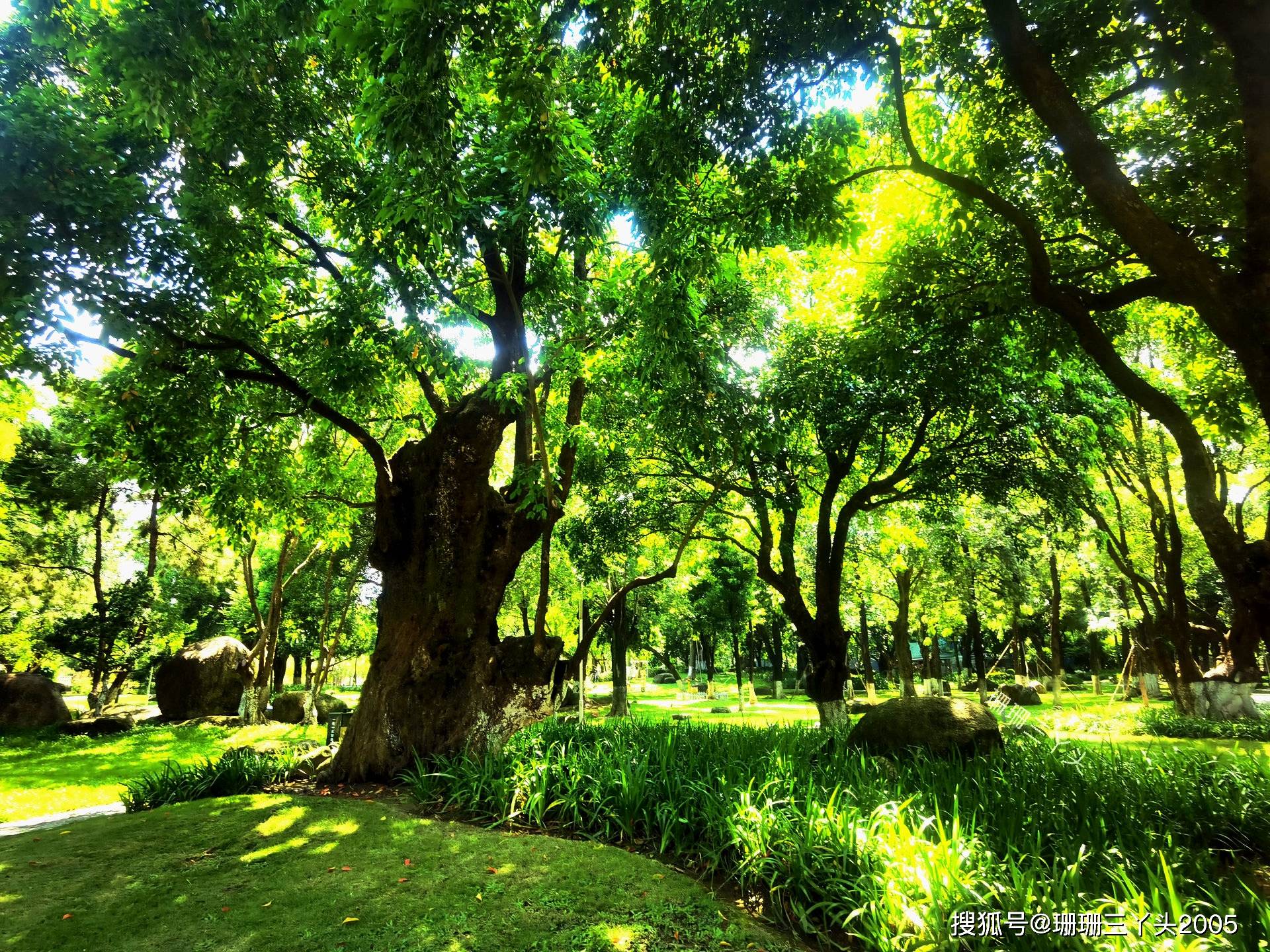 原创广东中山有罕见的见血封喉树许多本地人不知游客不敢靠近
