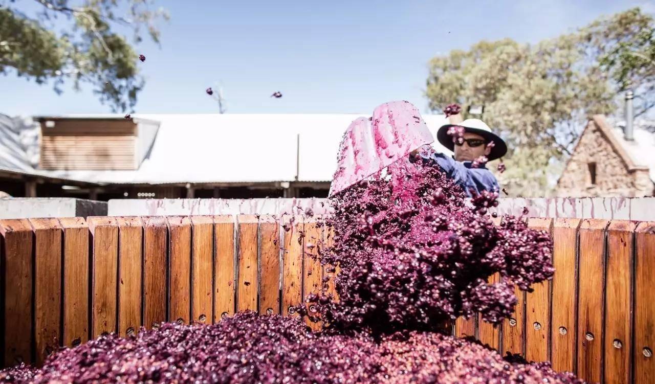 机器|为什么“少女光脚”能踩出顶级葡萄酒?原来有这好处,真是涨见识