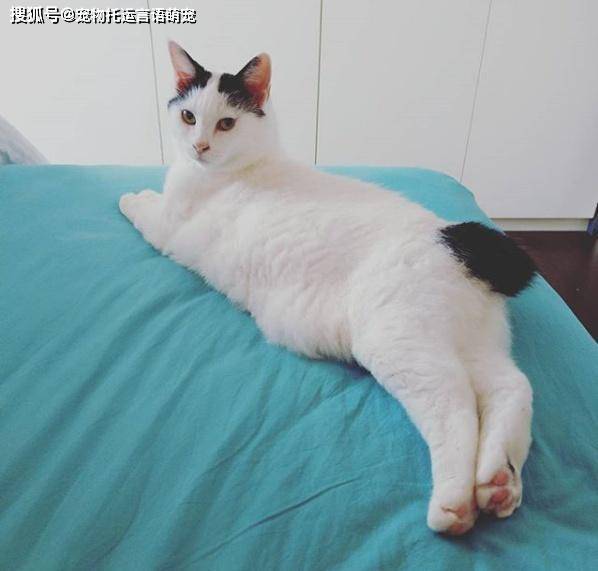宠物托运珠海到成都托运一只短尾猫_豆豆
