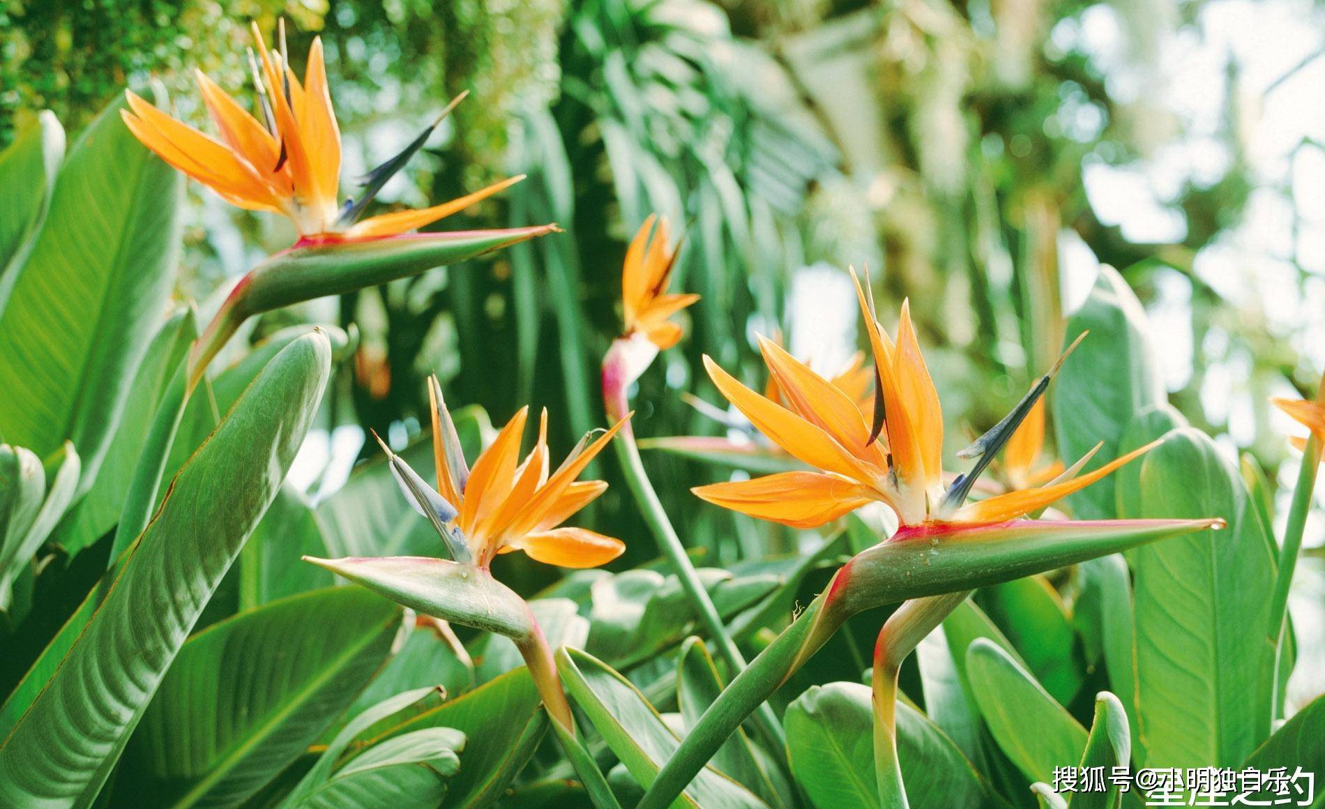 12月4日星座运势 攻守俱佳 水涨船高的四大星座 工作