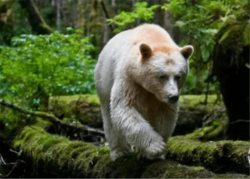阿尔泰山一白熊引众议，在林中与不明生物追赶，而后还有棕熊紧随