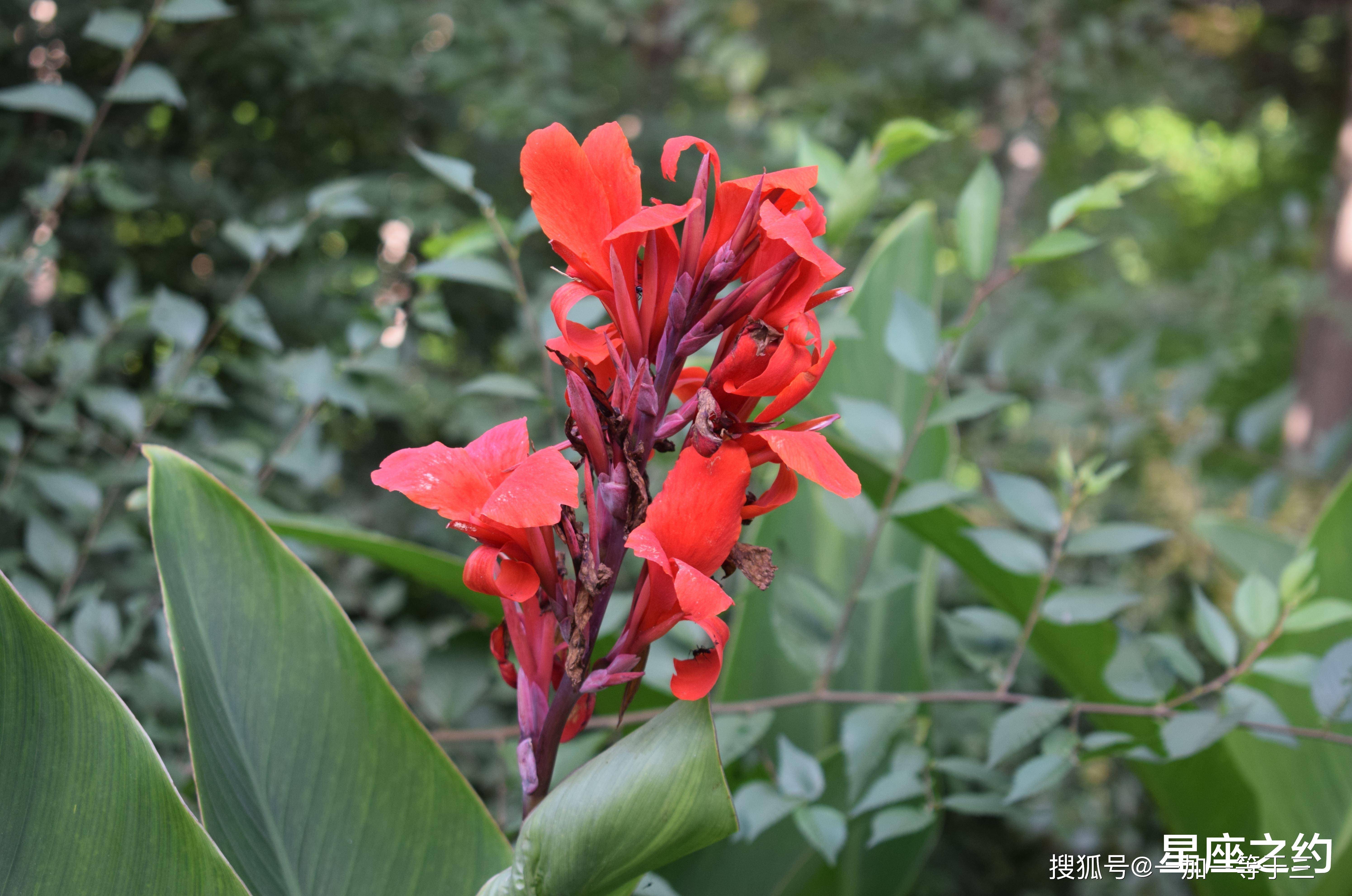 8月22日 24日星座运势 双子座成熟稳重 摩羯座随机应变 未来